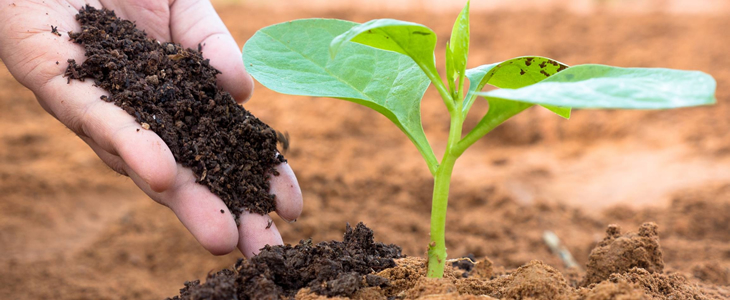 Organik Tarımın Geleceği